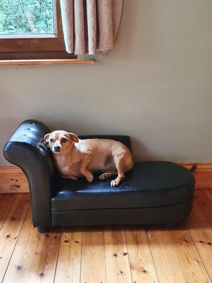 كيلارني Stay With Your Pet المظهر الخارجي الصورة